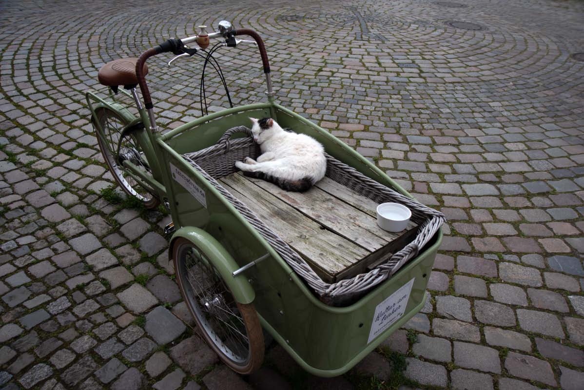 Schnarchkatze.jpg