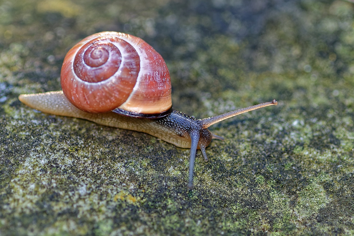 Schnecke II.jpg