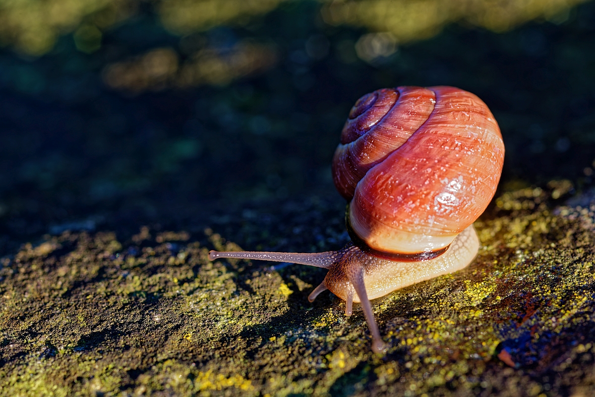 Schnecke III.jpg