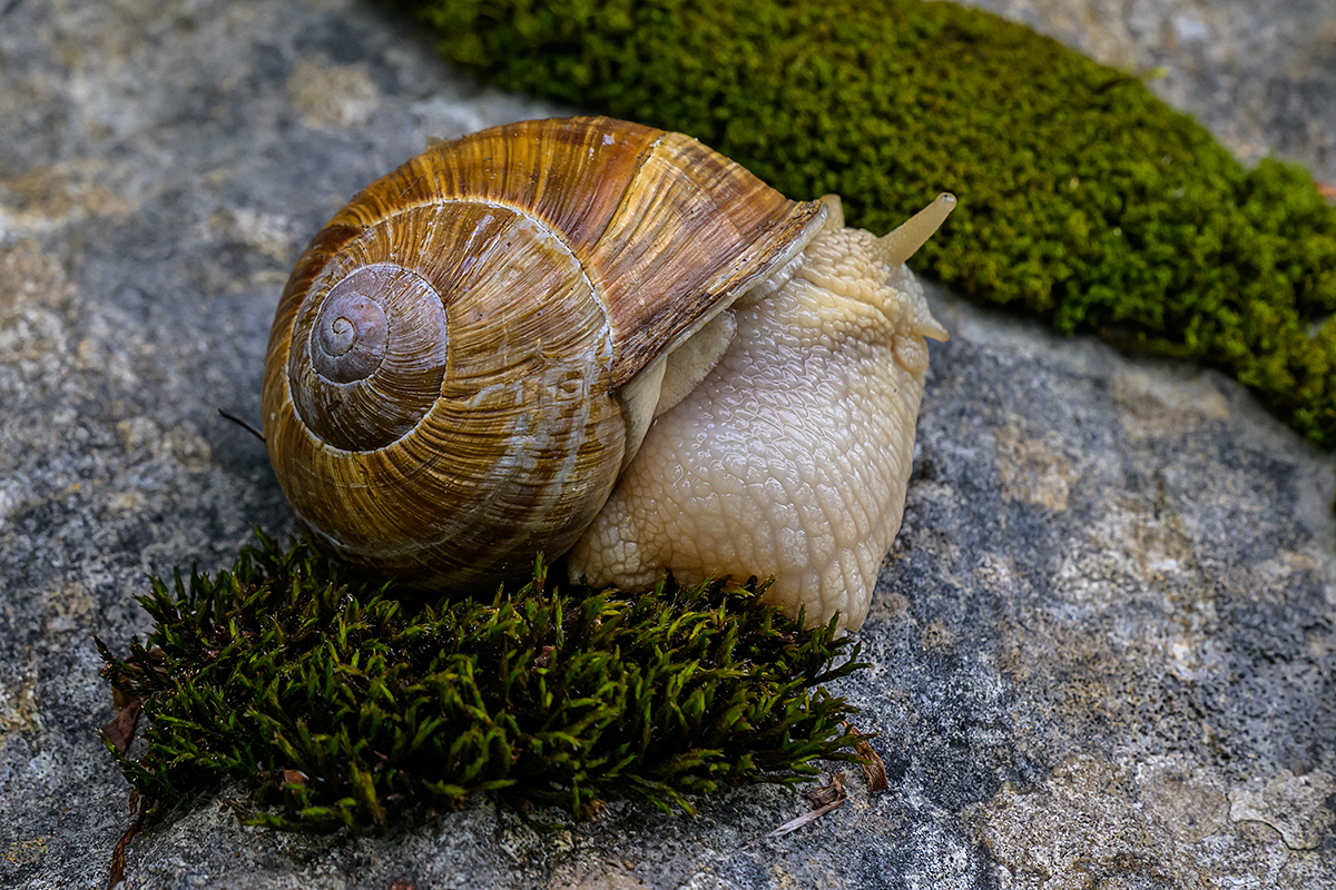 Schnecke.jpg