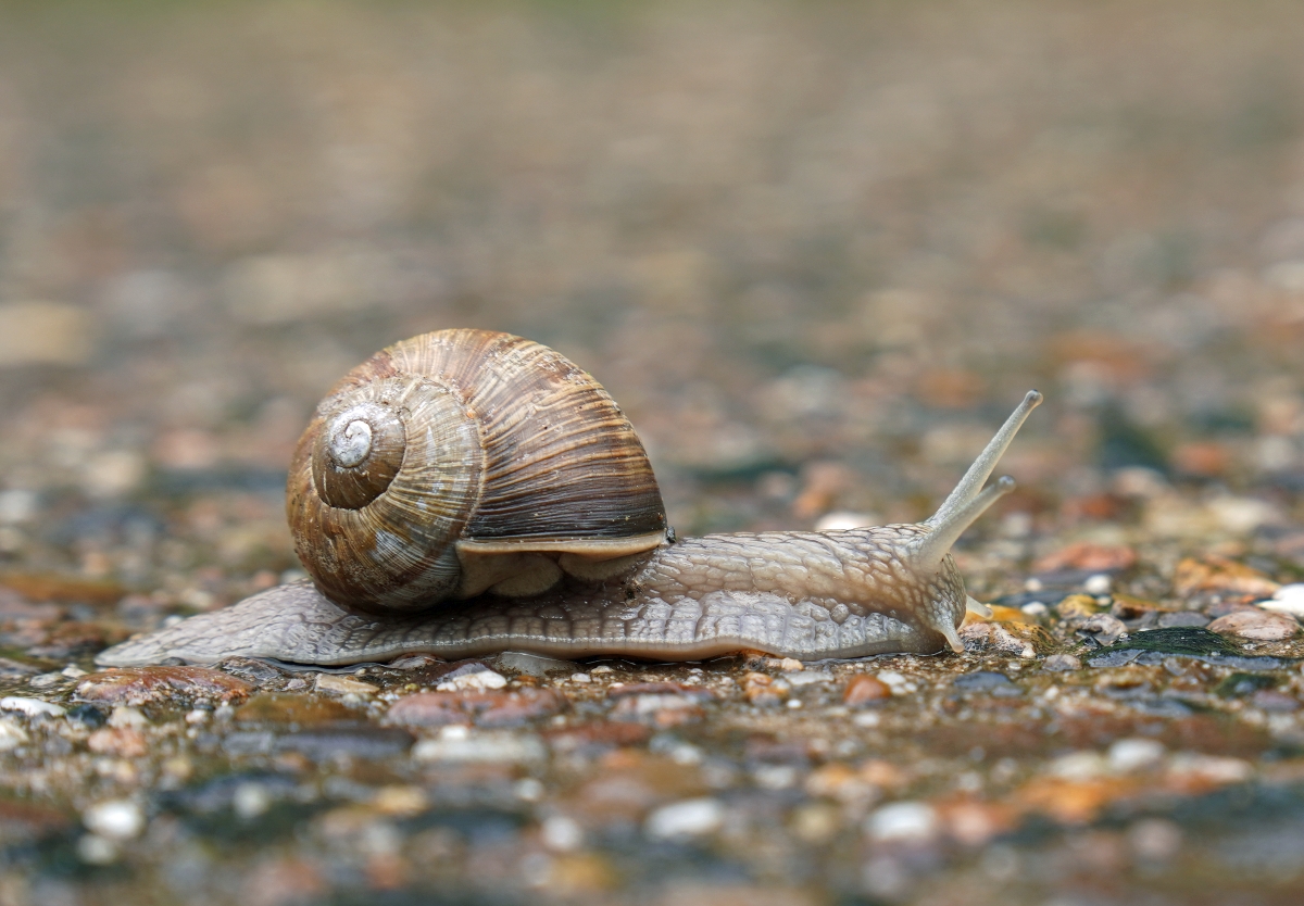 schnecke.jpg
