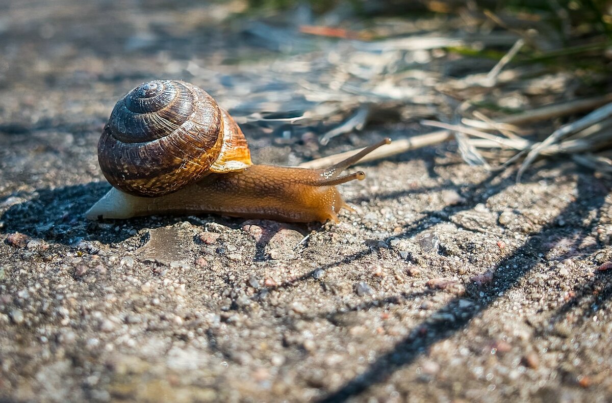 Schnecke.jpg