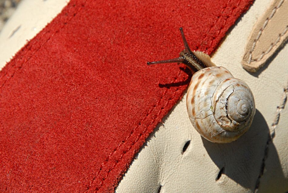 schnecke rheinfall