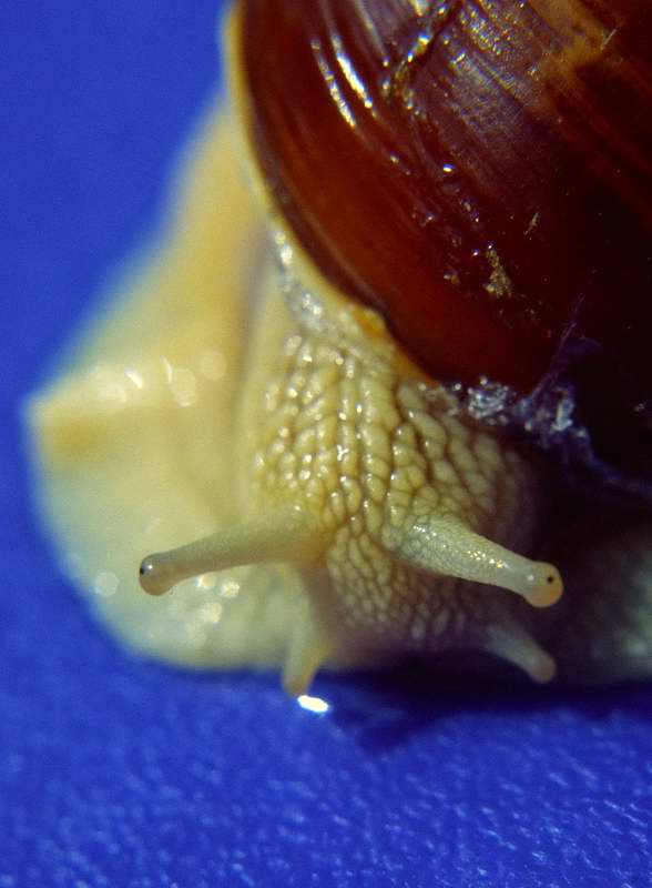 SCHNECKE