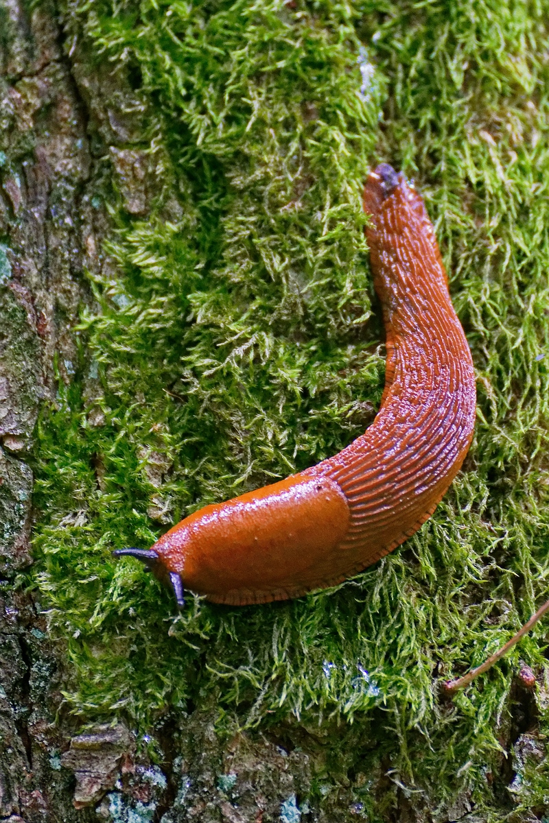 Schnecke