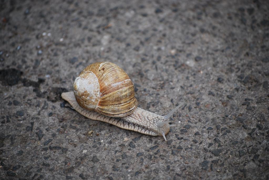 schnecke