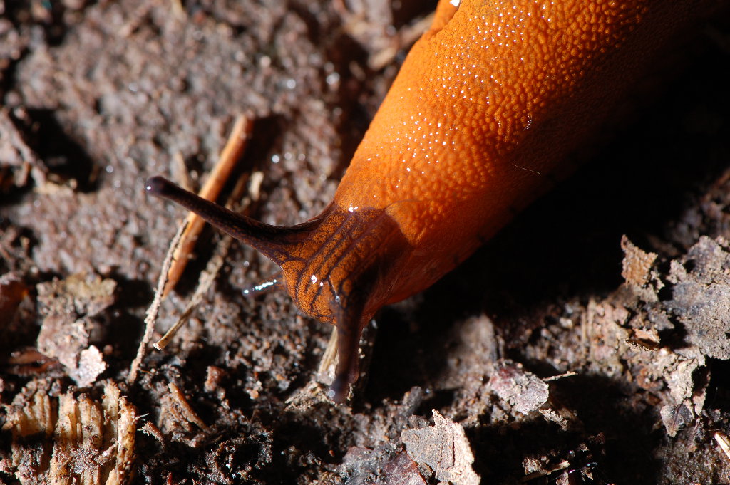 schnecke