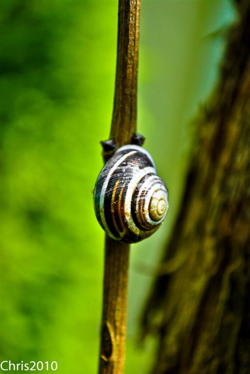 Schnecke