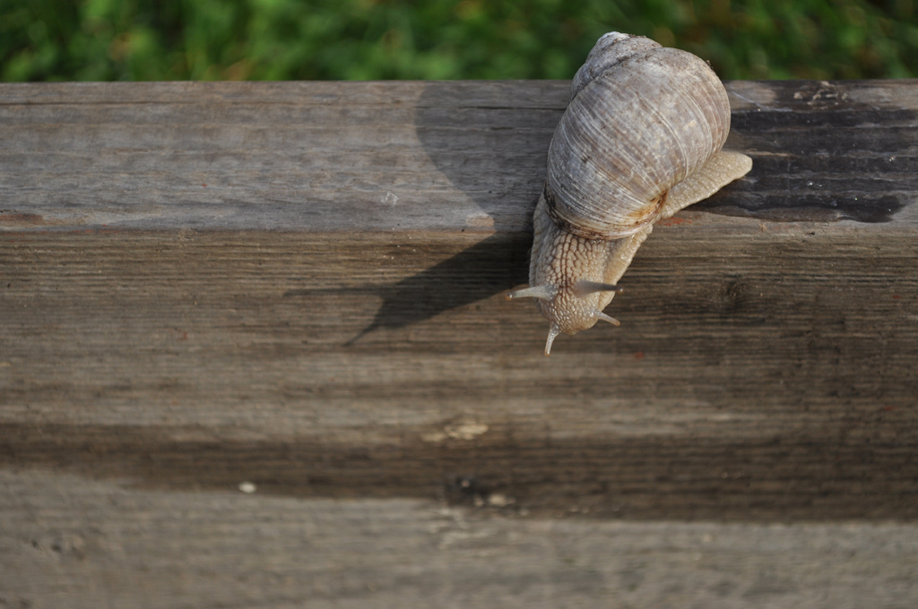 Schnecke04