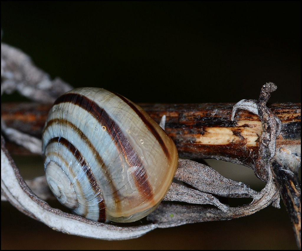 schnecke1