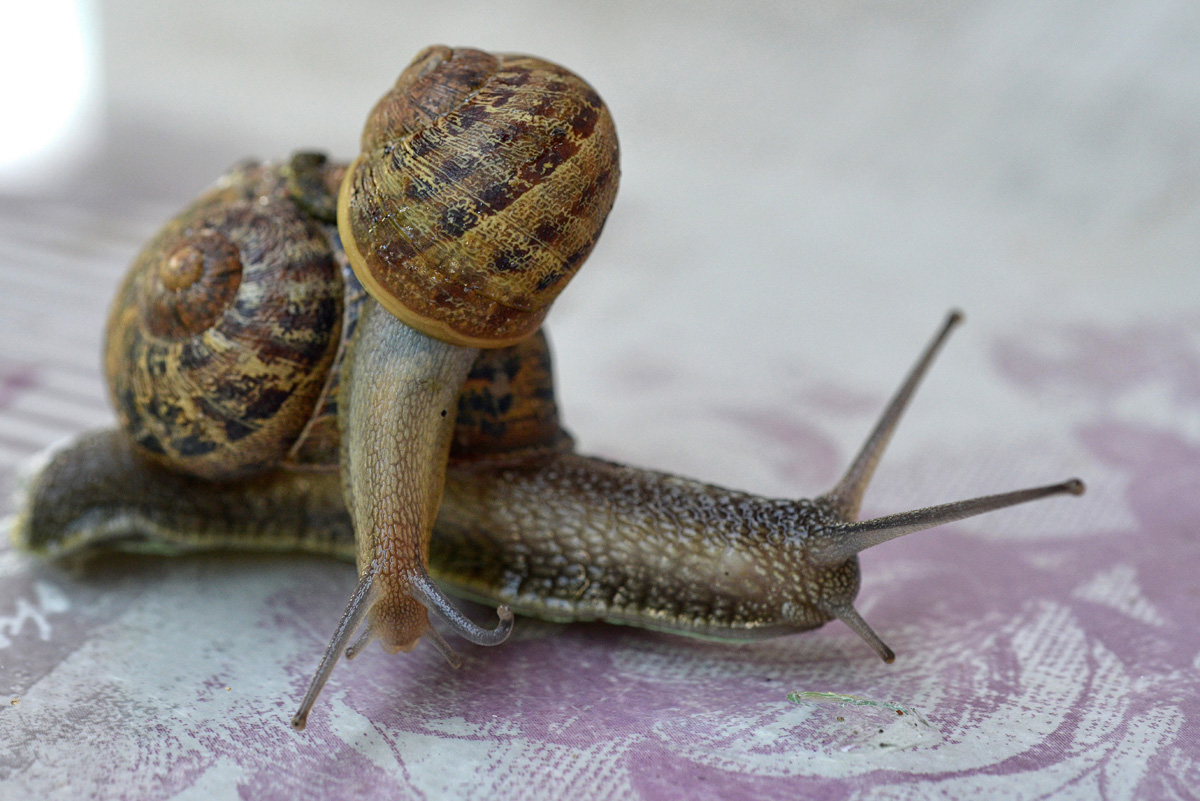 schnecke_doppelt_1200.jpg