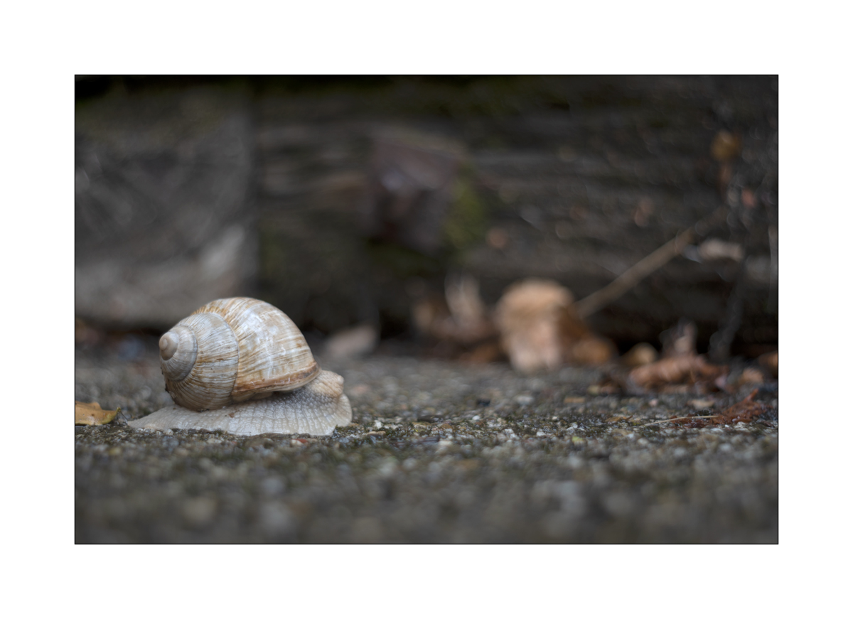 SchneckeDSC_3906.jpg