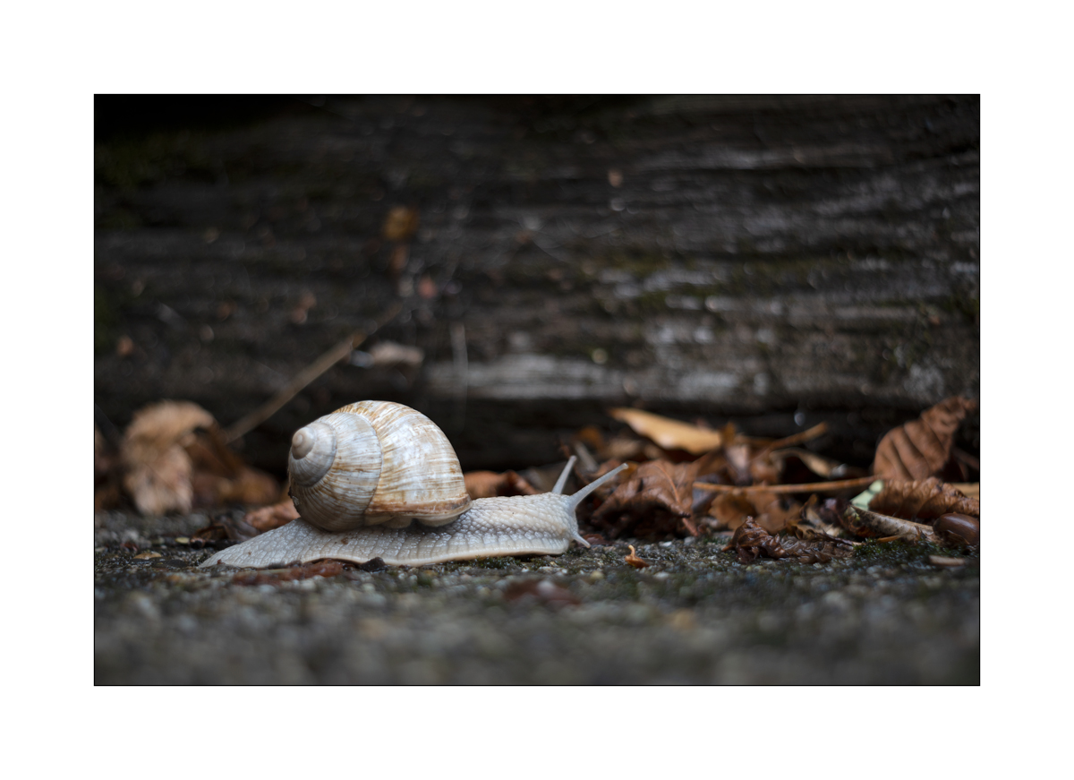 SchneckeDSC_3911.jpg