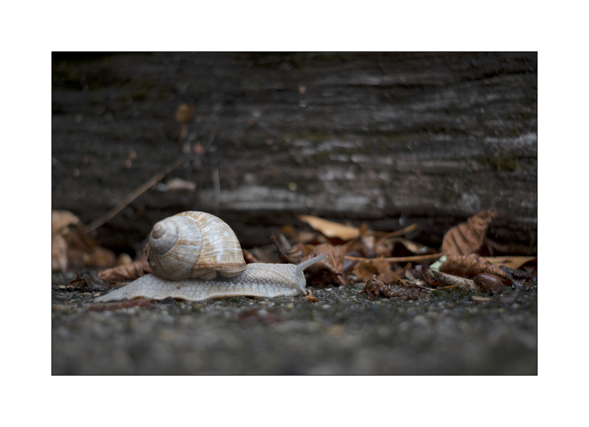 SchneckeDSC_3912.jpg