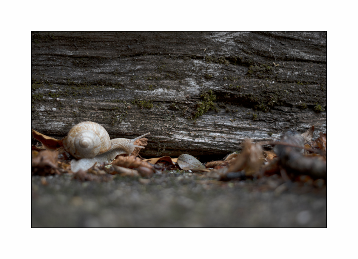 SchneckeDSC_3914.jpg