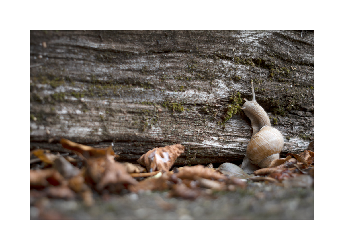 SchneckeDSC_3915.jpg