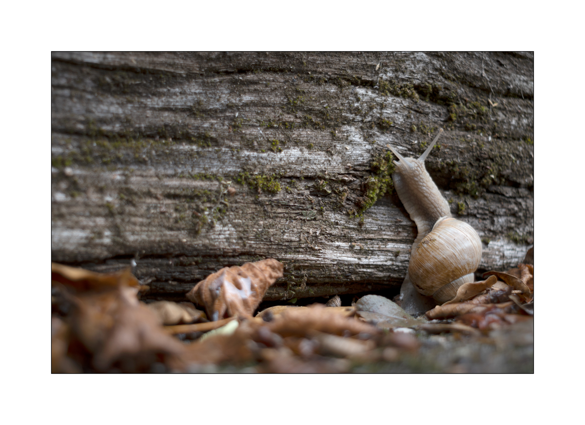 SchneckeDSC_3916.jpg