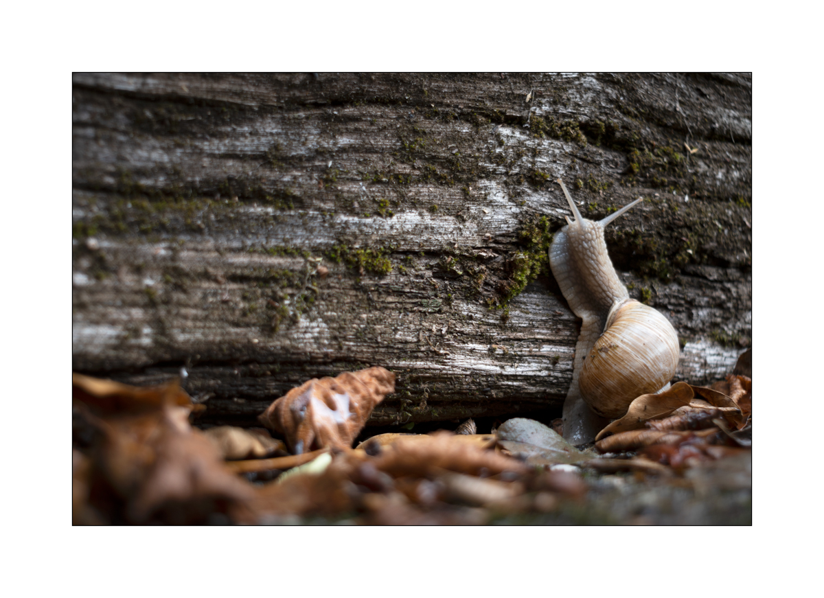 SchneckeDSC_3917.jpg