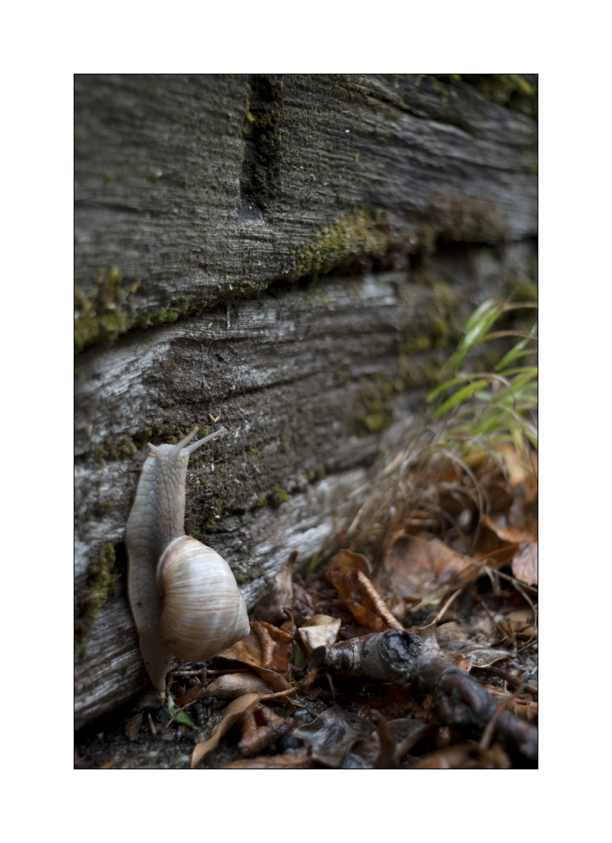 SchneckeDSC_3919.jpg