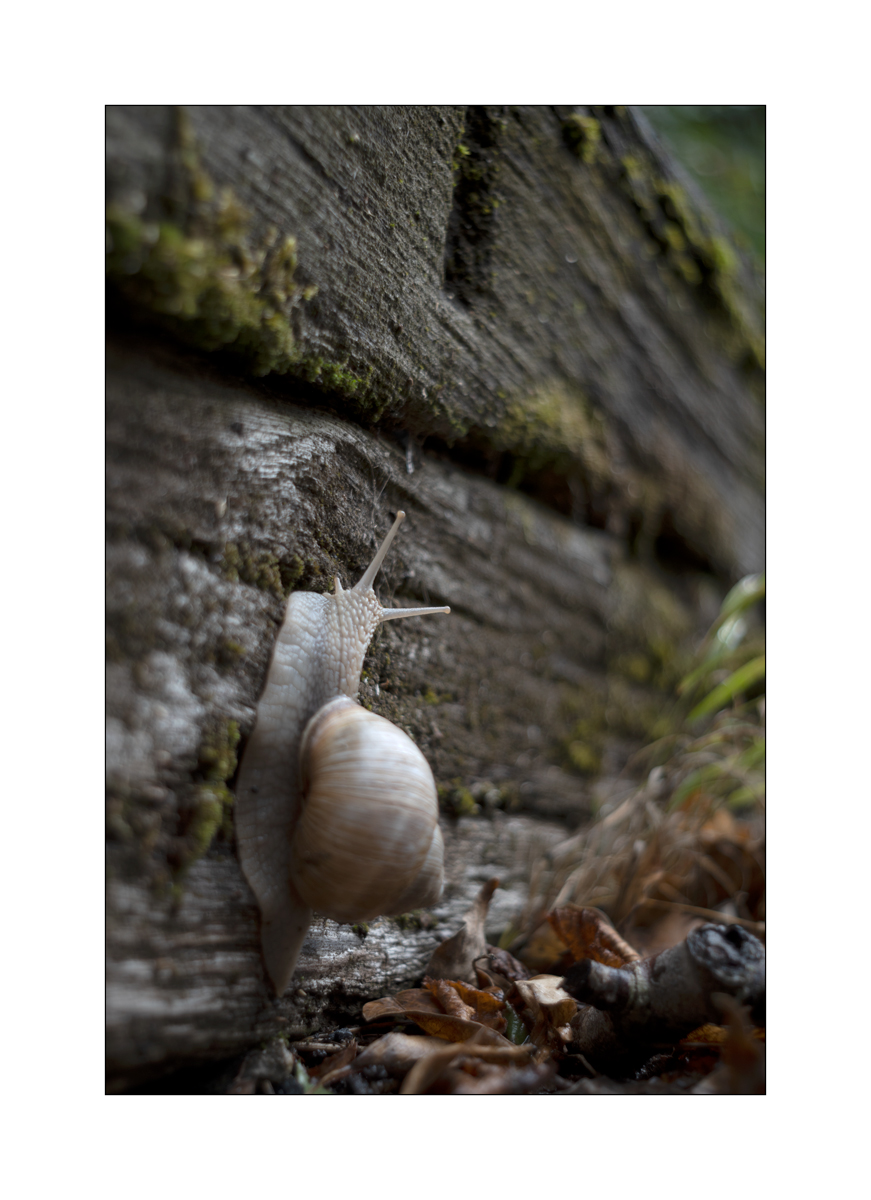 SchneckeDSC_3921.jpg