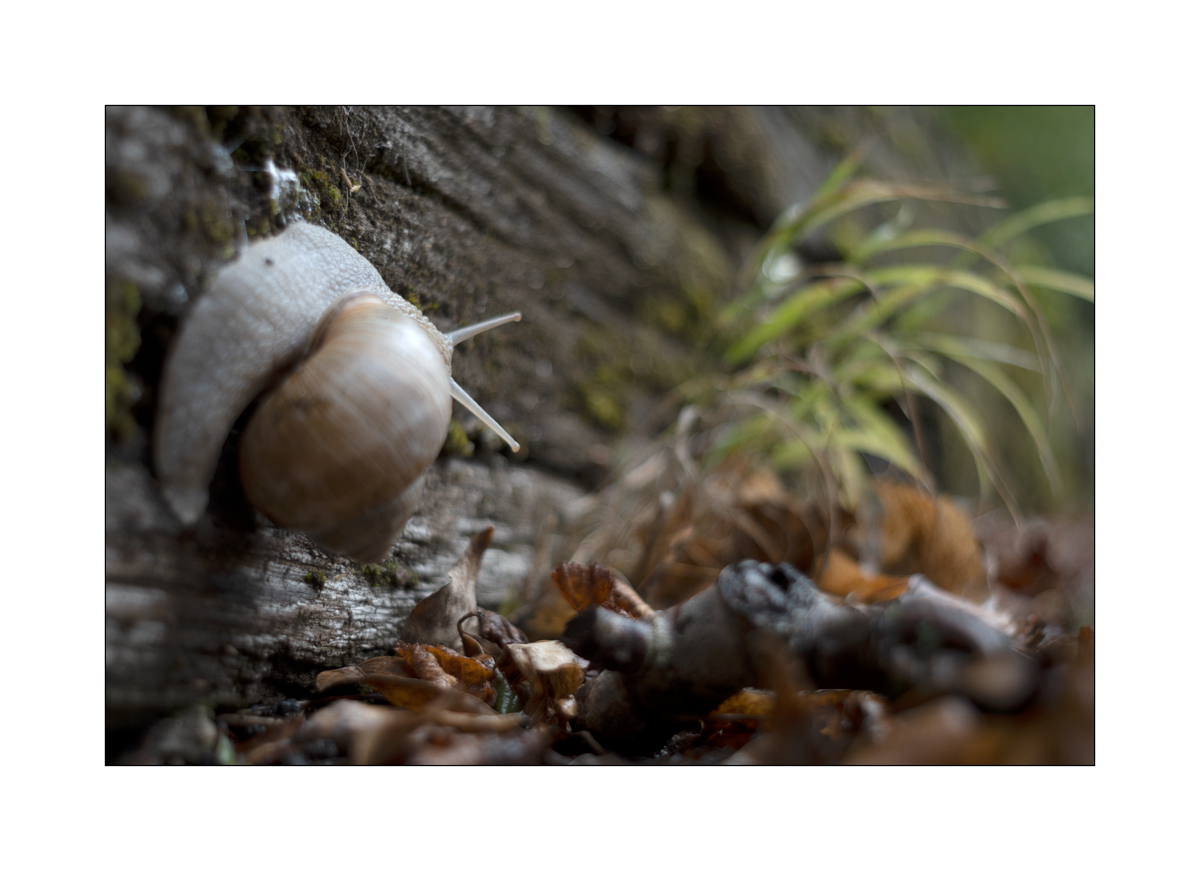 SchneckeDSC_3922.jpg