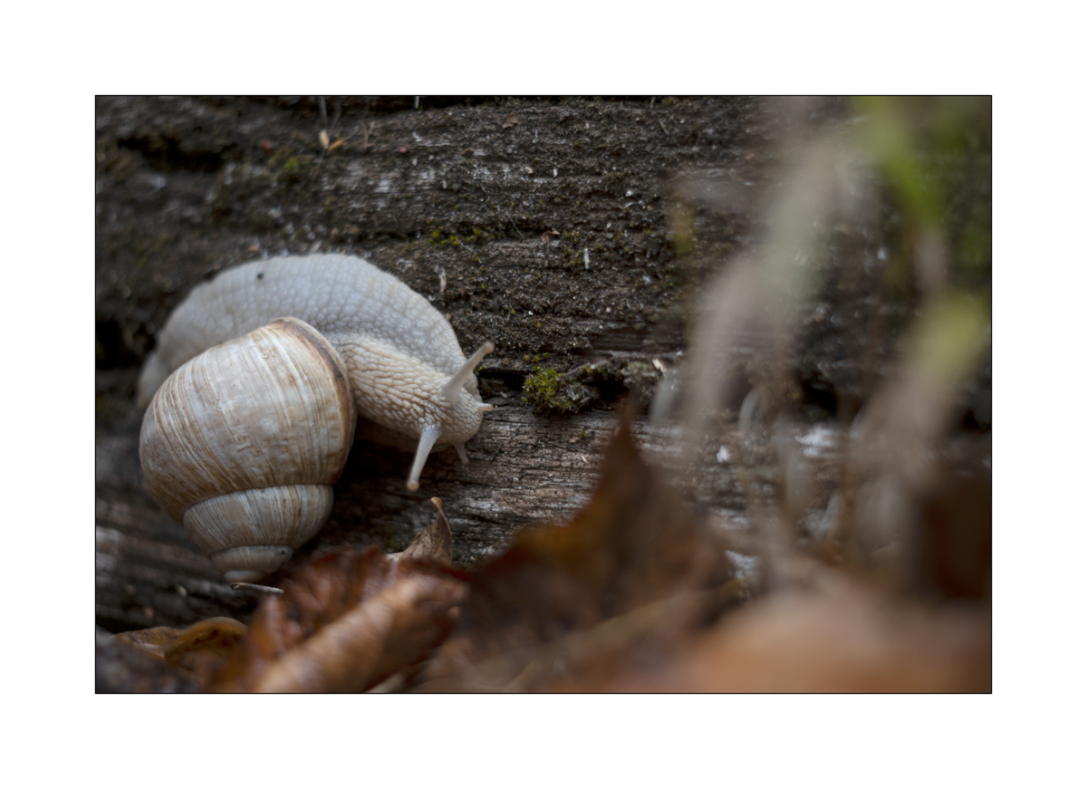 SchneckeDSC_3924.jpg