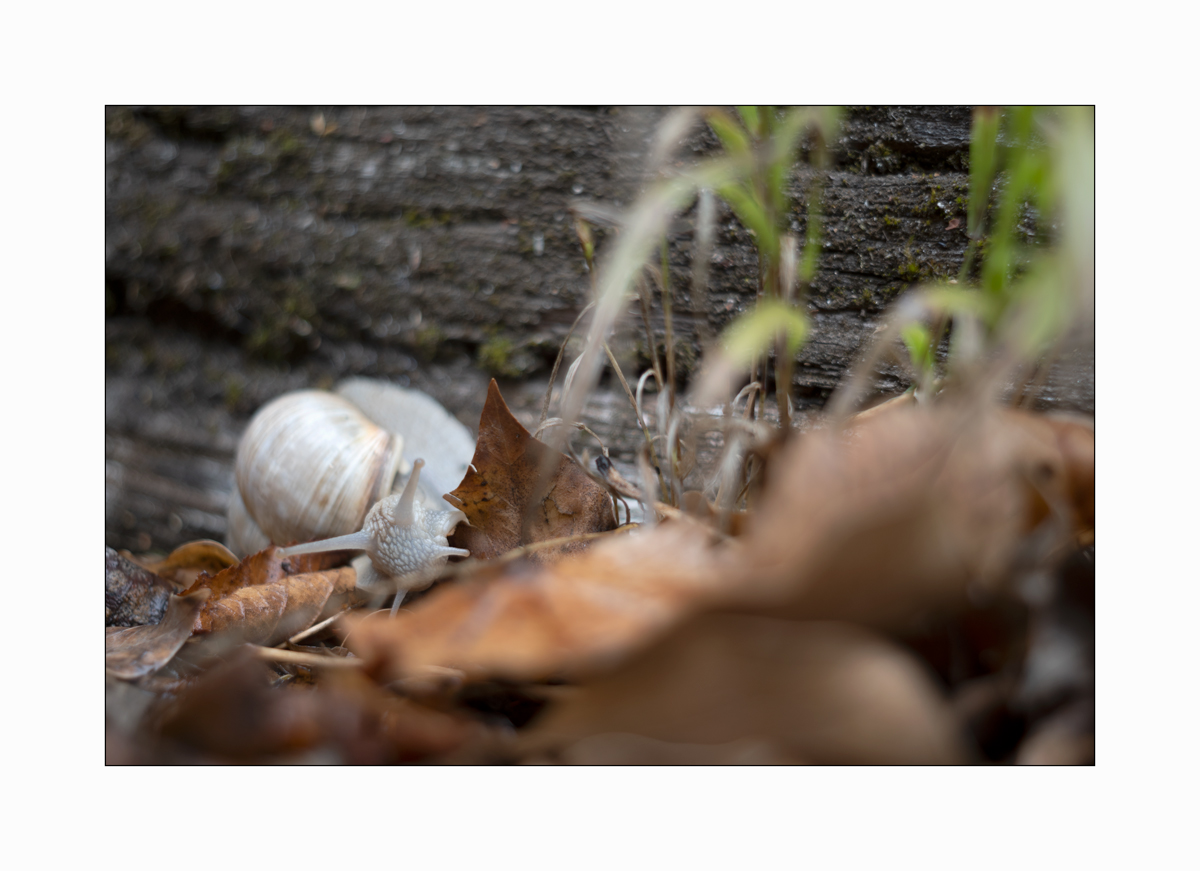 SchneckeDSC_3925.jpg