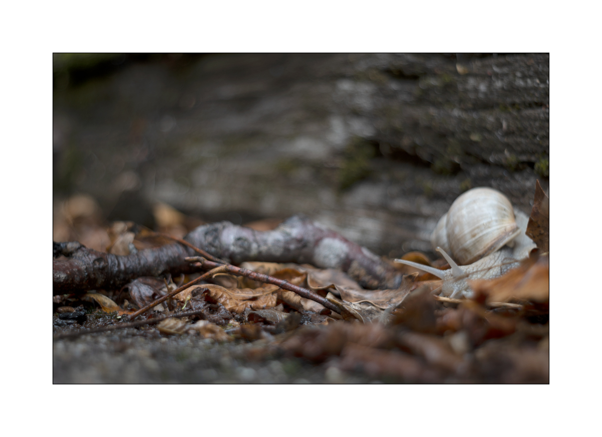 SchneckeDSC_3926.jpg