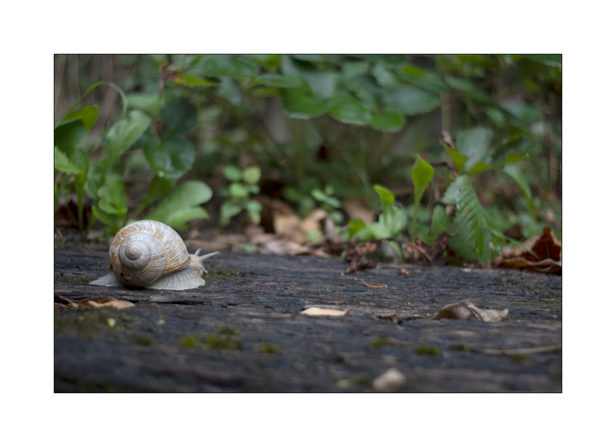 SchneckeDSC_3927.jpg