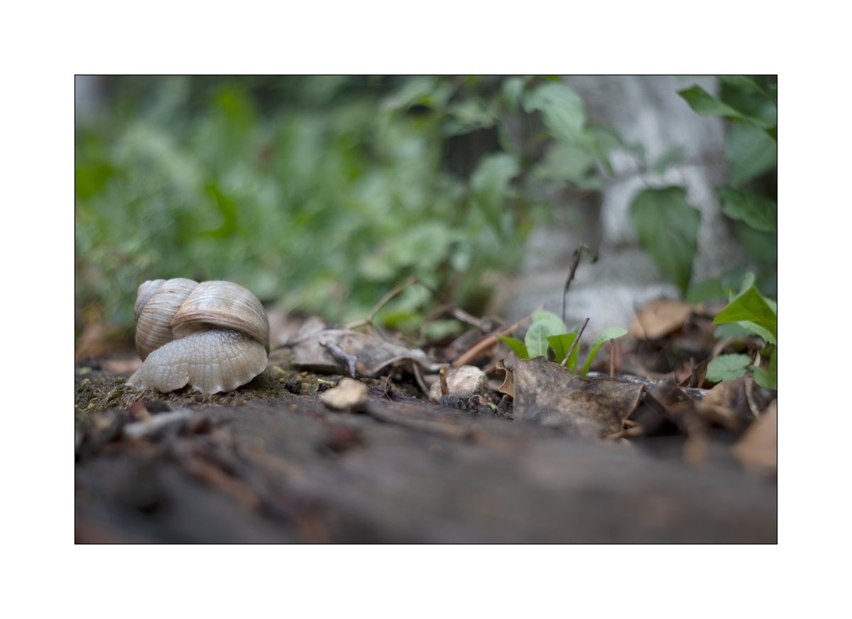 SchneckeDSC_3929.jpg