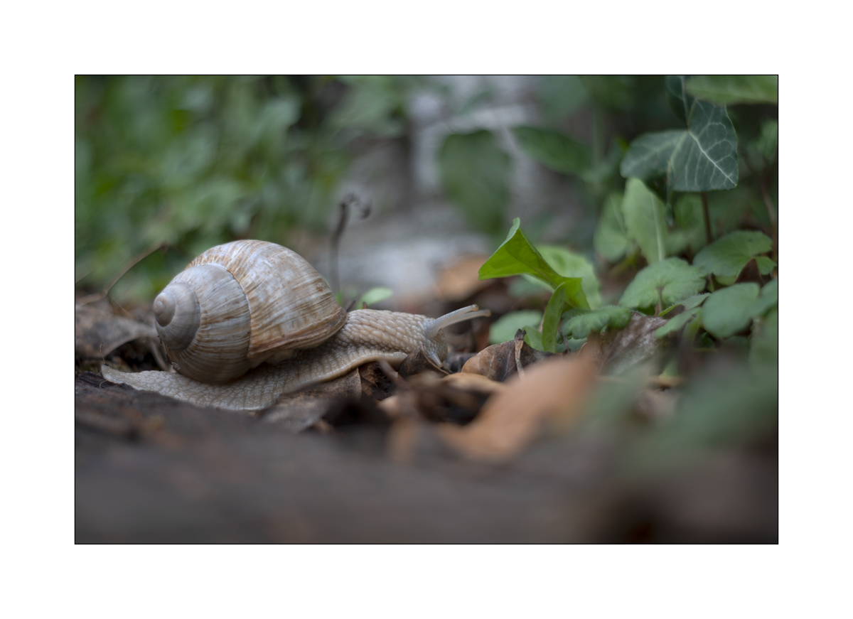 SchneckeDSC_3933.jpg