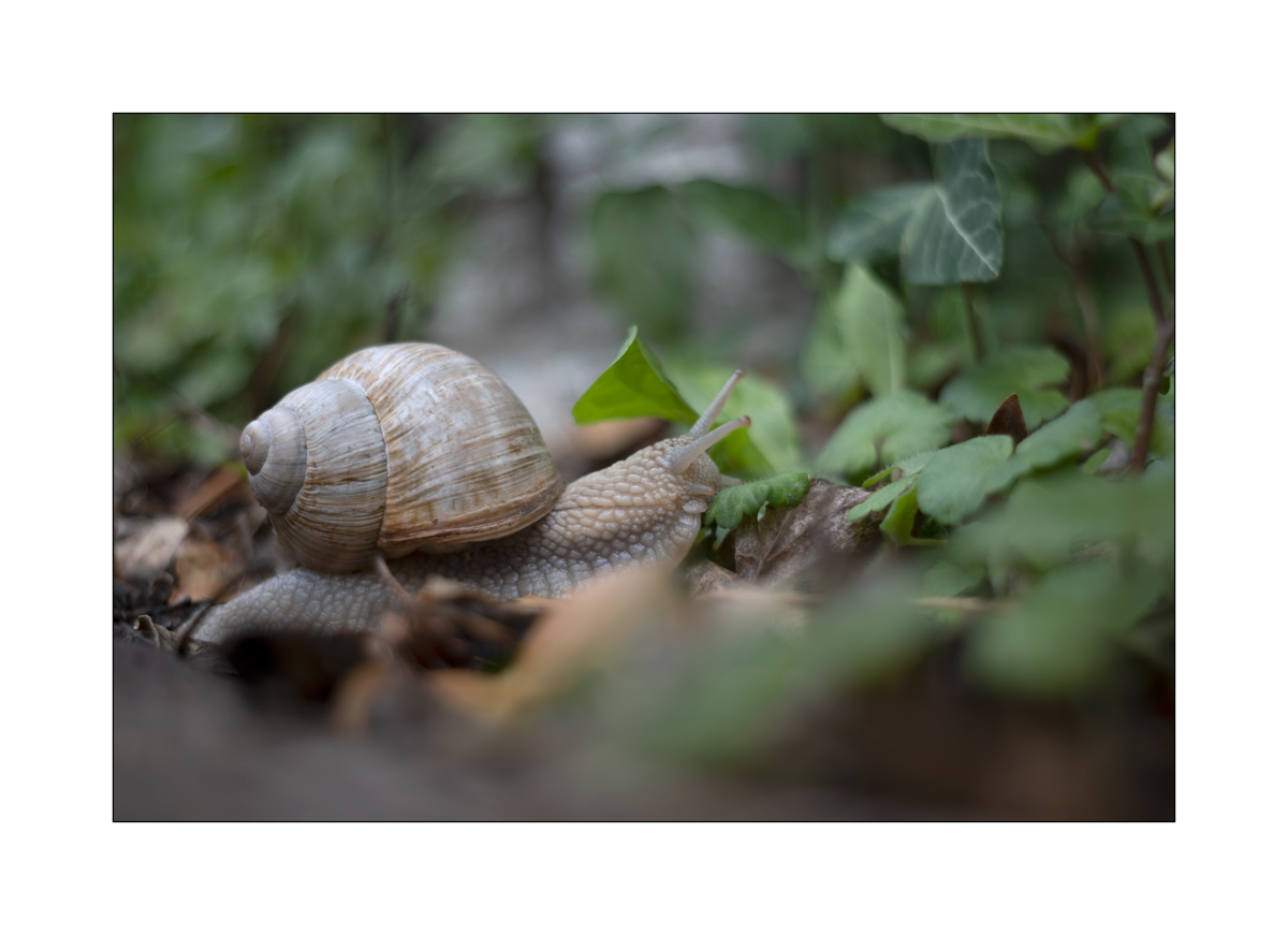 SchneckeDSC_3935.jpg