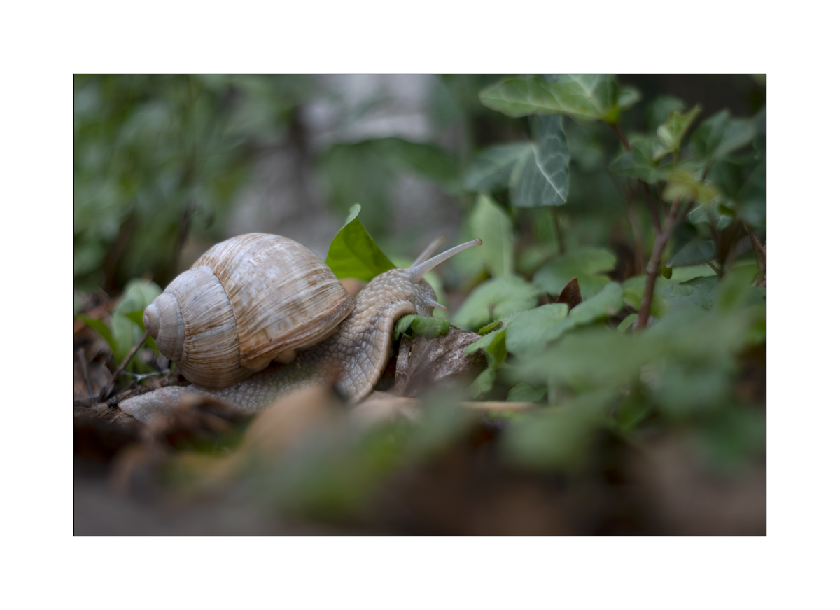 SchneckeDSC_3937.jpg