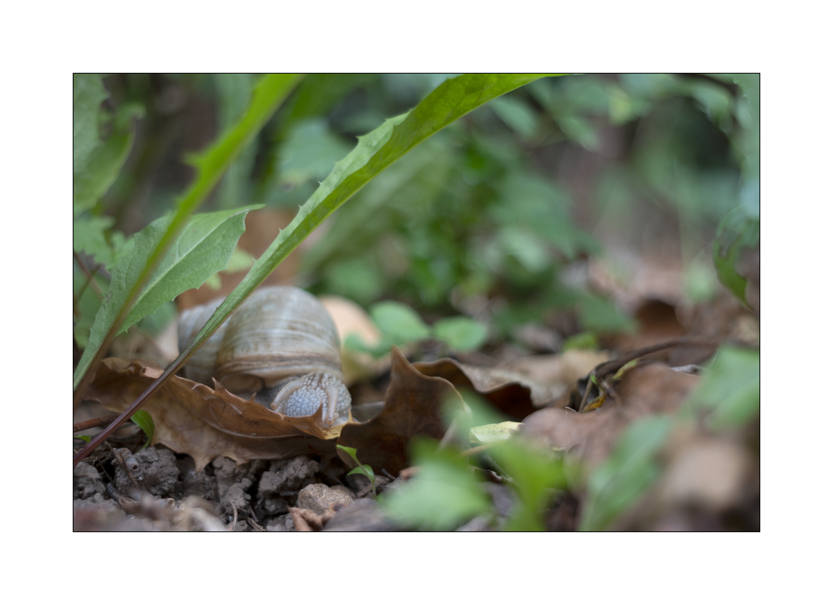 SchneckeDSC_3940.jpg