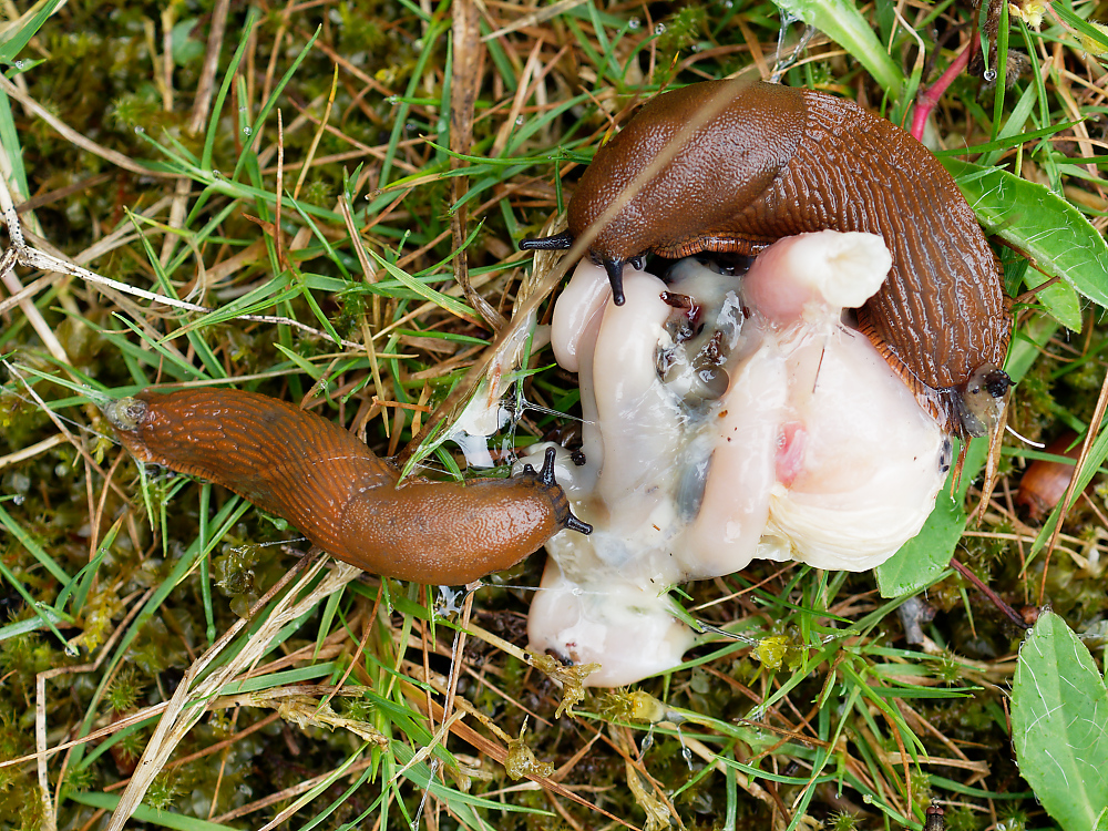 Schneckenschmaus.jpg