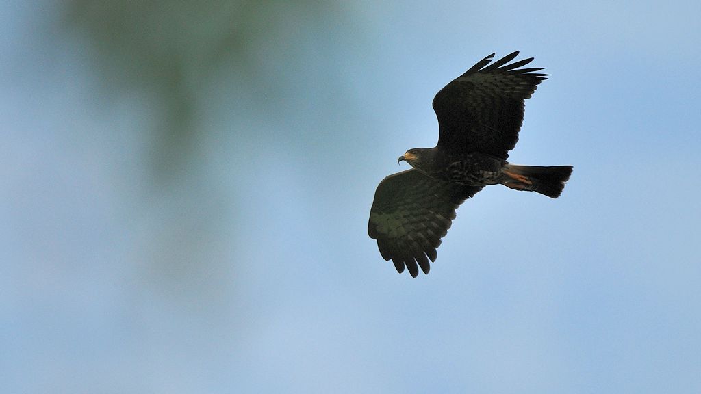 Schneckenweihe (Snail kite)
Botanischer Garten, Georgetown
8838