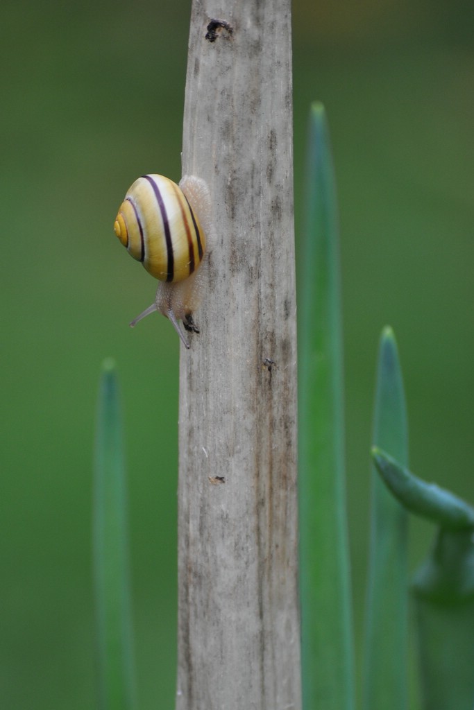 Schnecksche

D5000 / Nikkor 55-200 VR

200.0mm / f/5.6 / 0.017s (1/60) / ISO 360