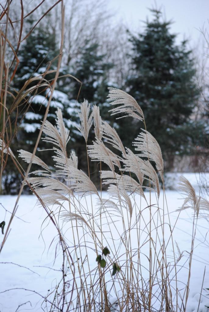 Schnee am See