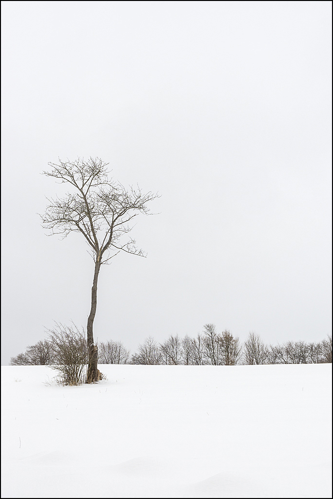 Schnee Baum