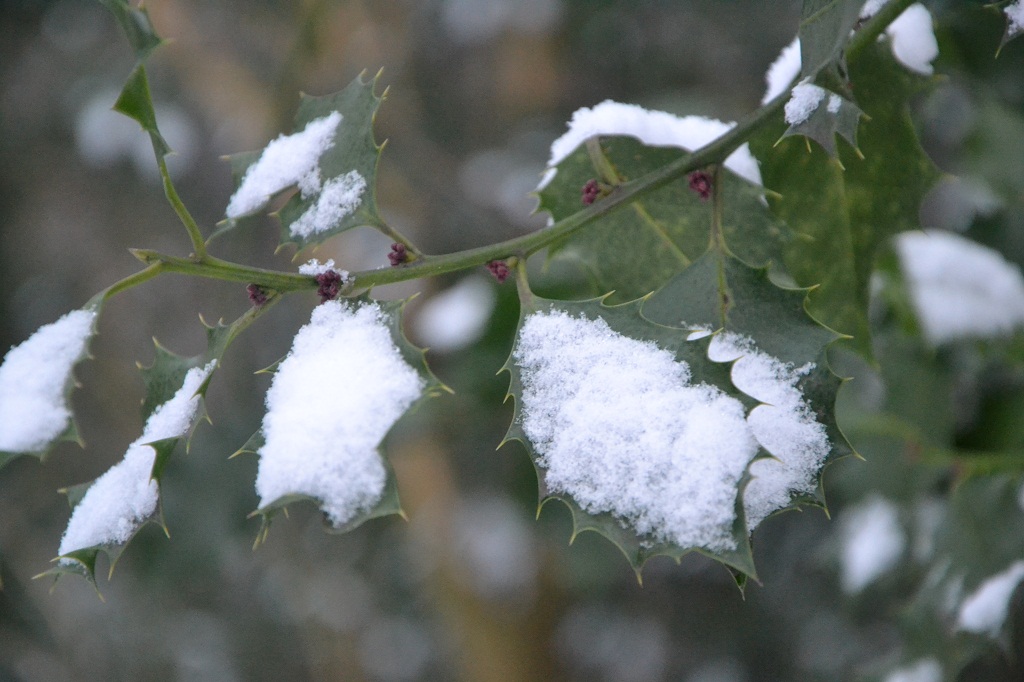 Schnee bedecktes Blatt