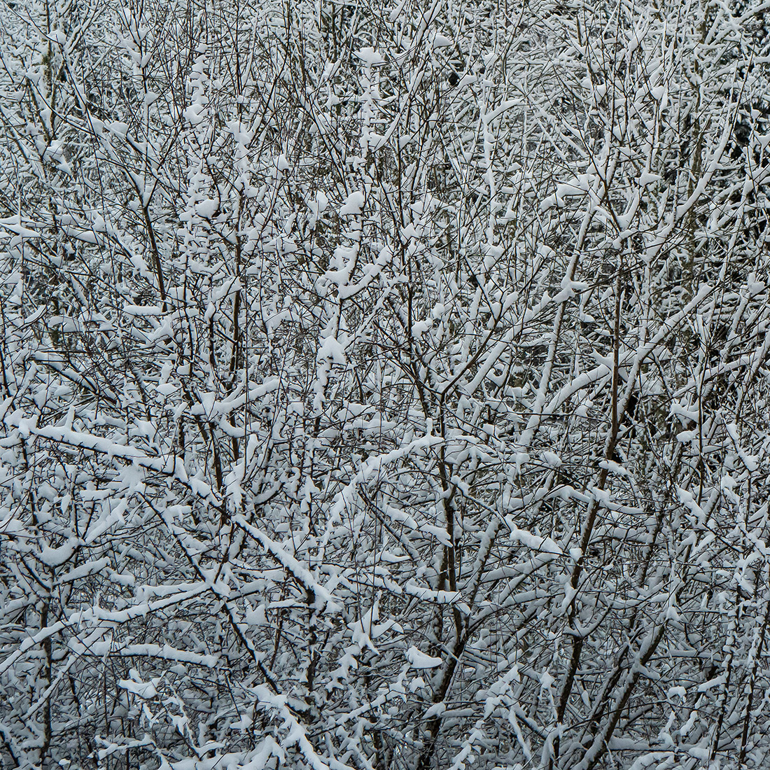Schnee.jpg