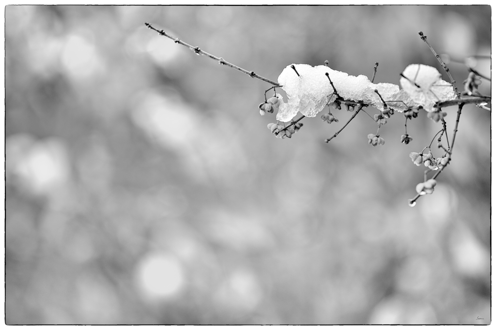 Schnee PZ14848