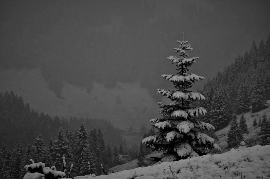 schnee tanne