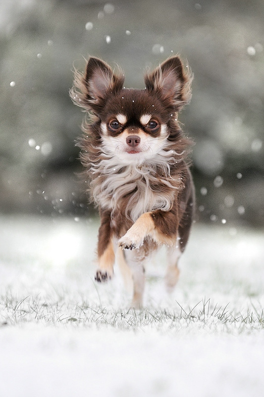 Schnee