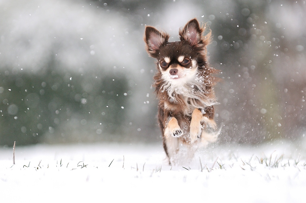Schnee