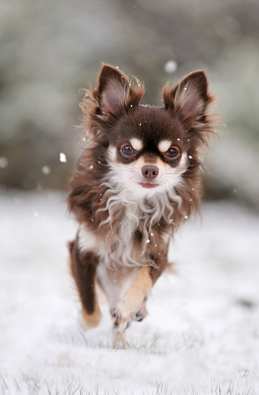 schnee