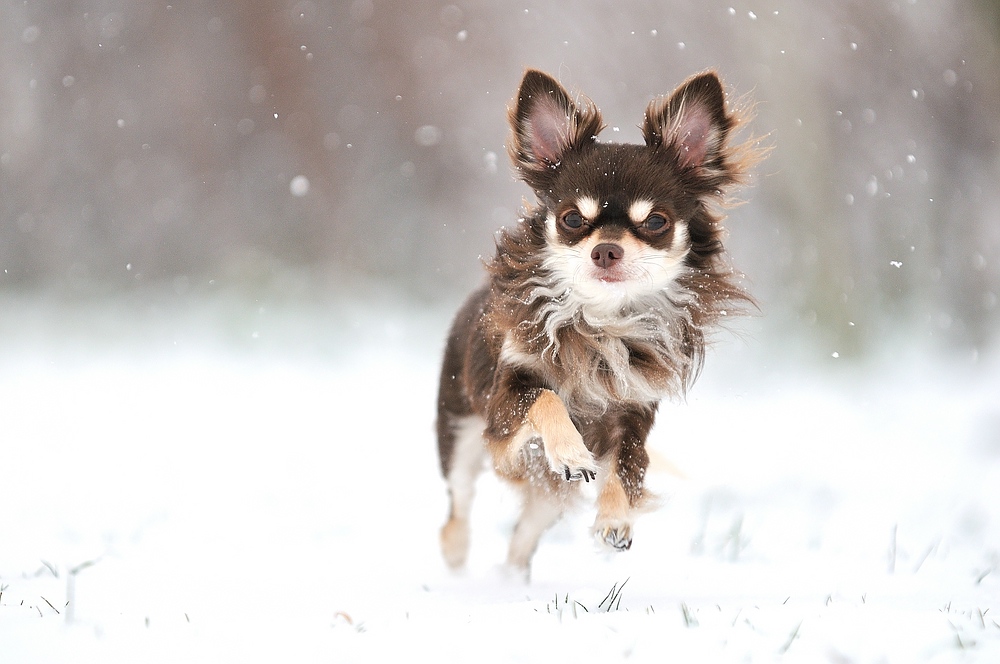 schnee