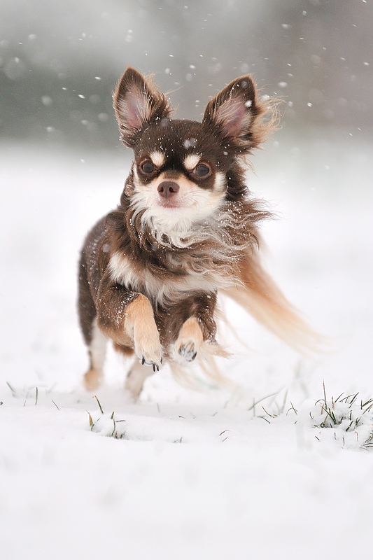 Schnee