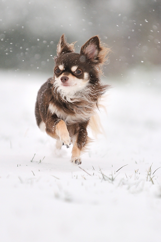 Schnee