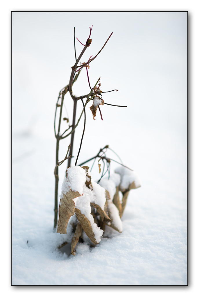 schnee1